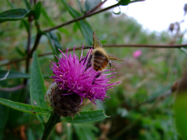 File:Bee on knapweed (Centaurea nigra) - geograph.org.uk - 942640.jpg