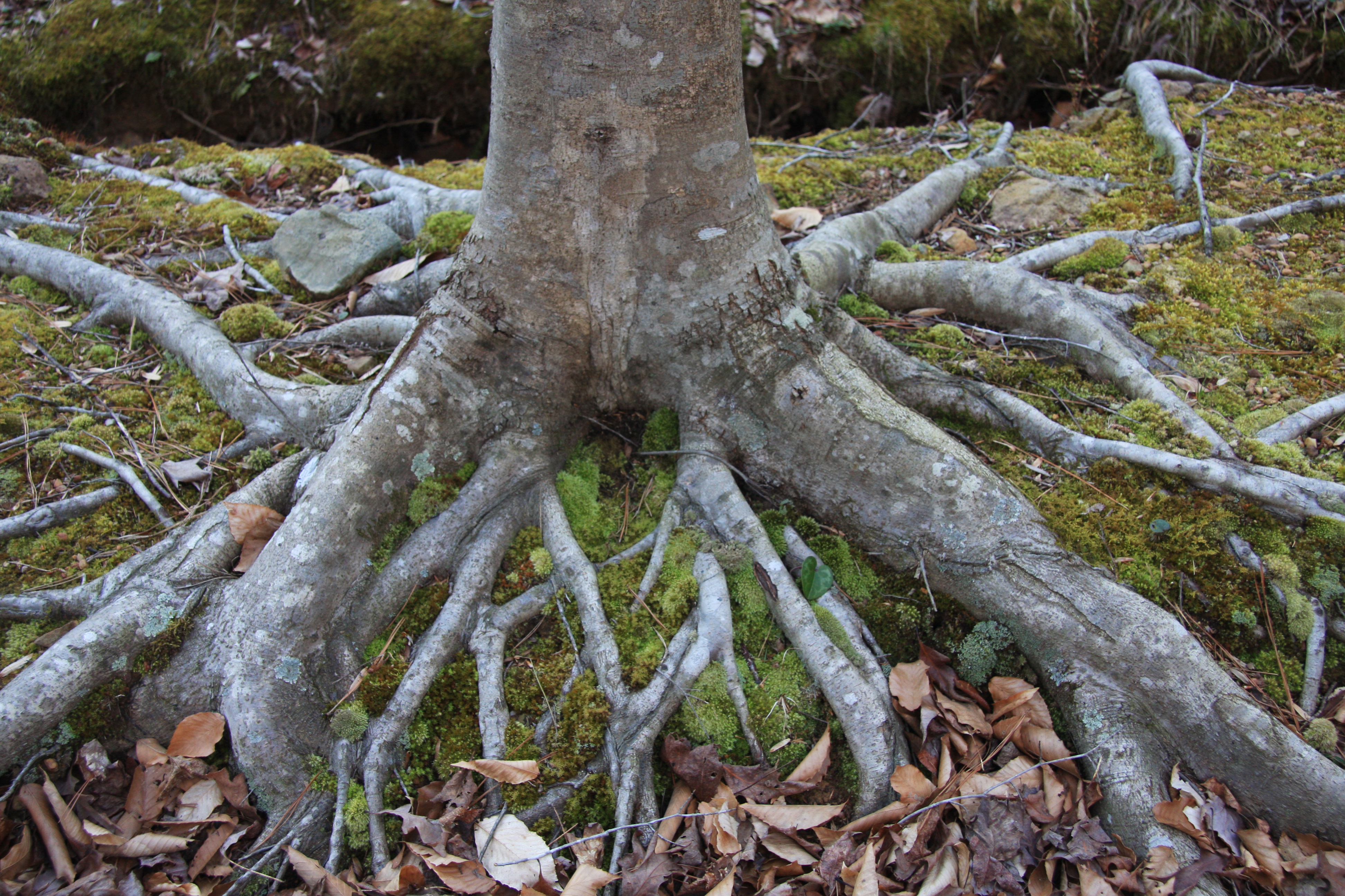 Beech roots on mossy bank.jpg. 