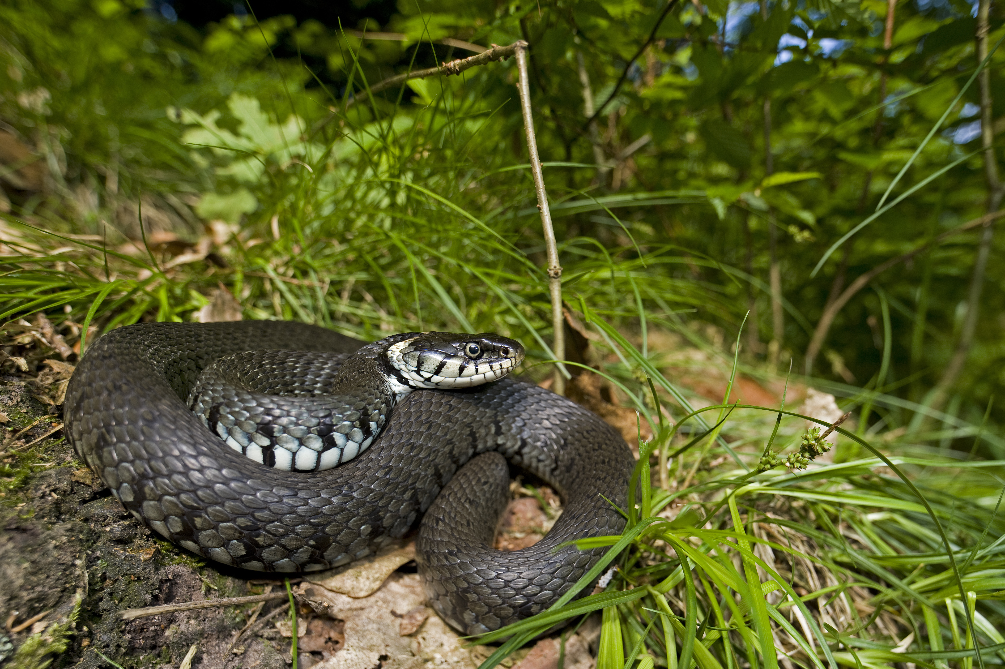 Grass snake