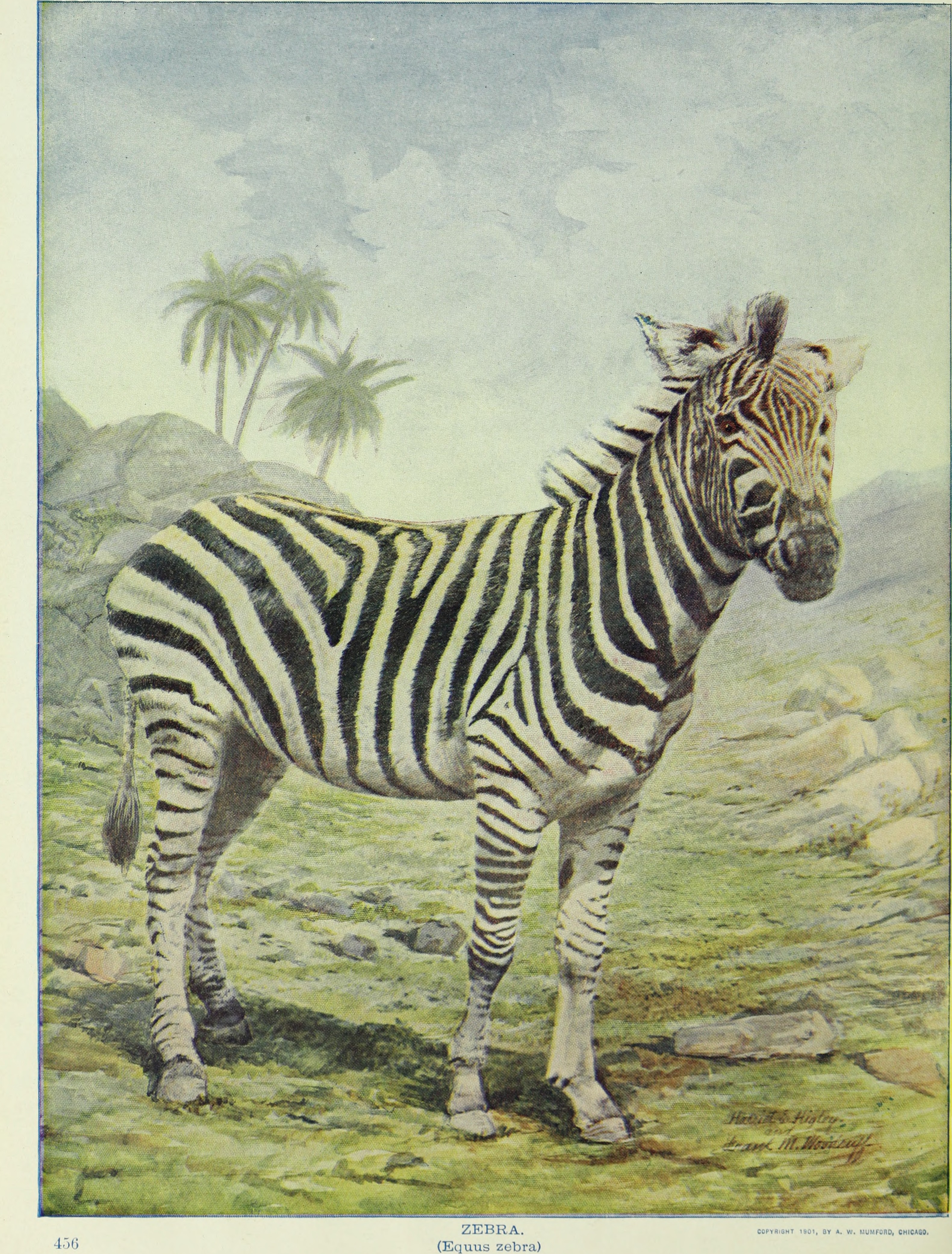 Зебра Греви. Equus Zebra ВК. Зебра аудио