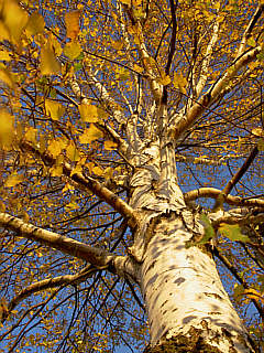 File:Birke Herbst.jpg