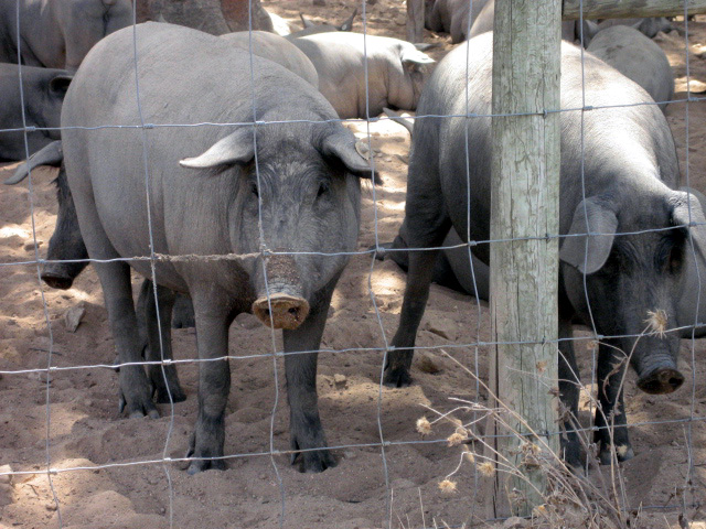 File:Black Pigs 535.jpg