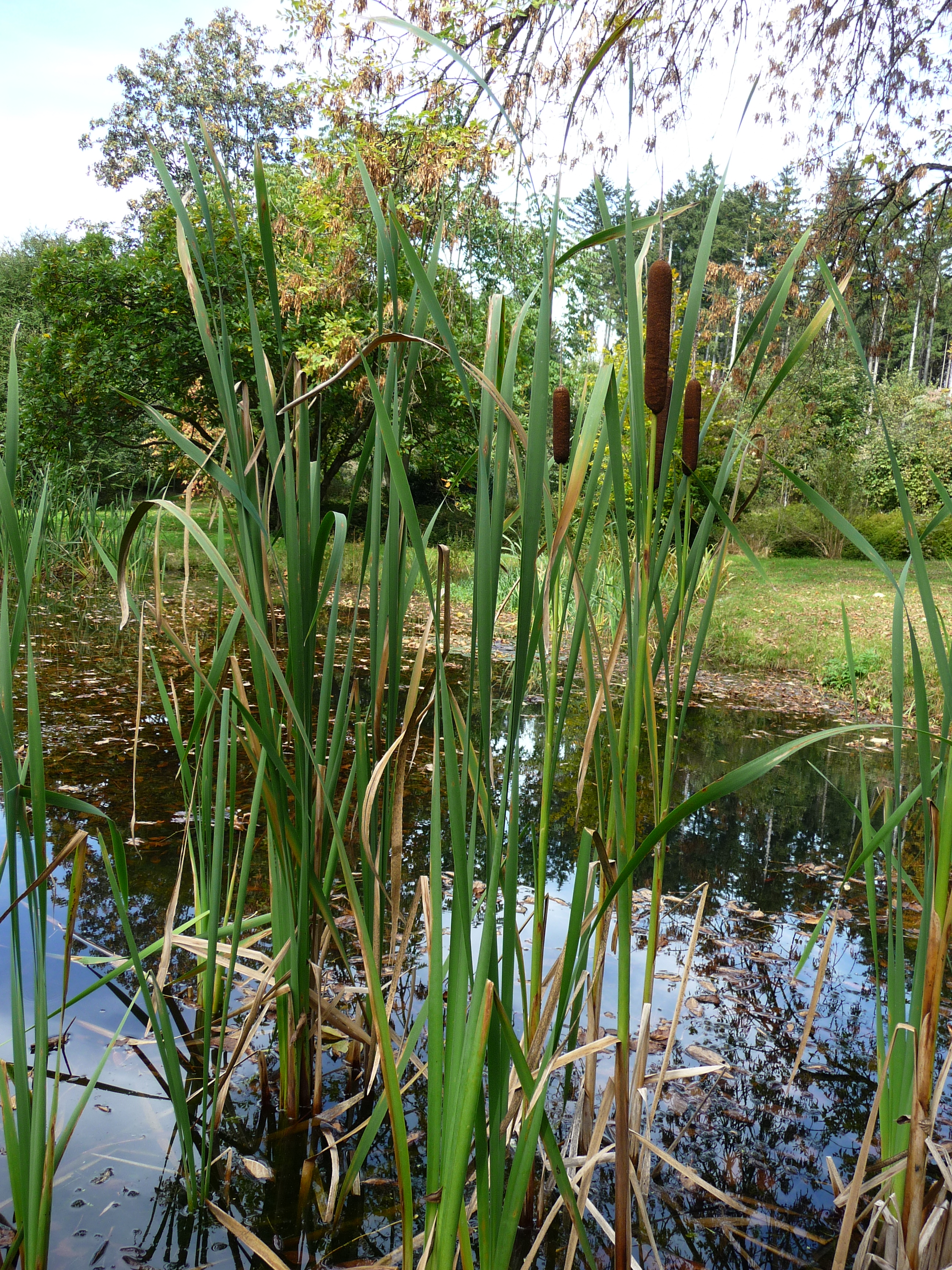 File Botanischer Garten Frankenburg Jpg Wikimedia Commons