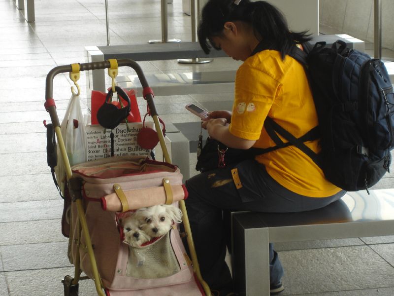 File:Bringing 2 small dogs to the Pet Expo in Tokyo (142340392).jpg