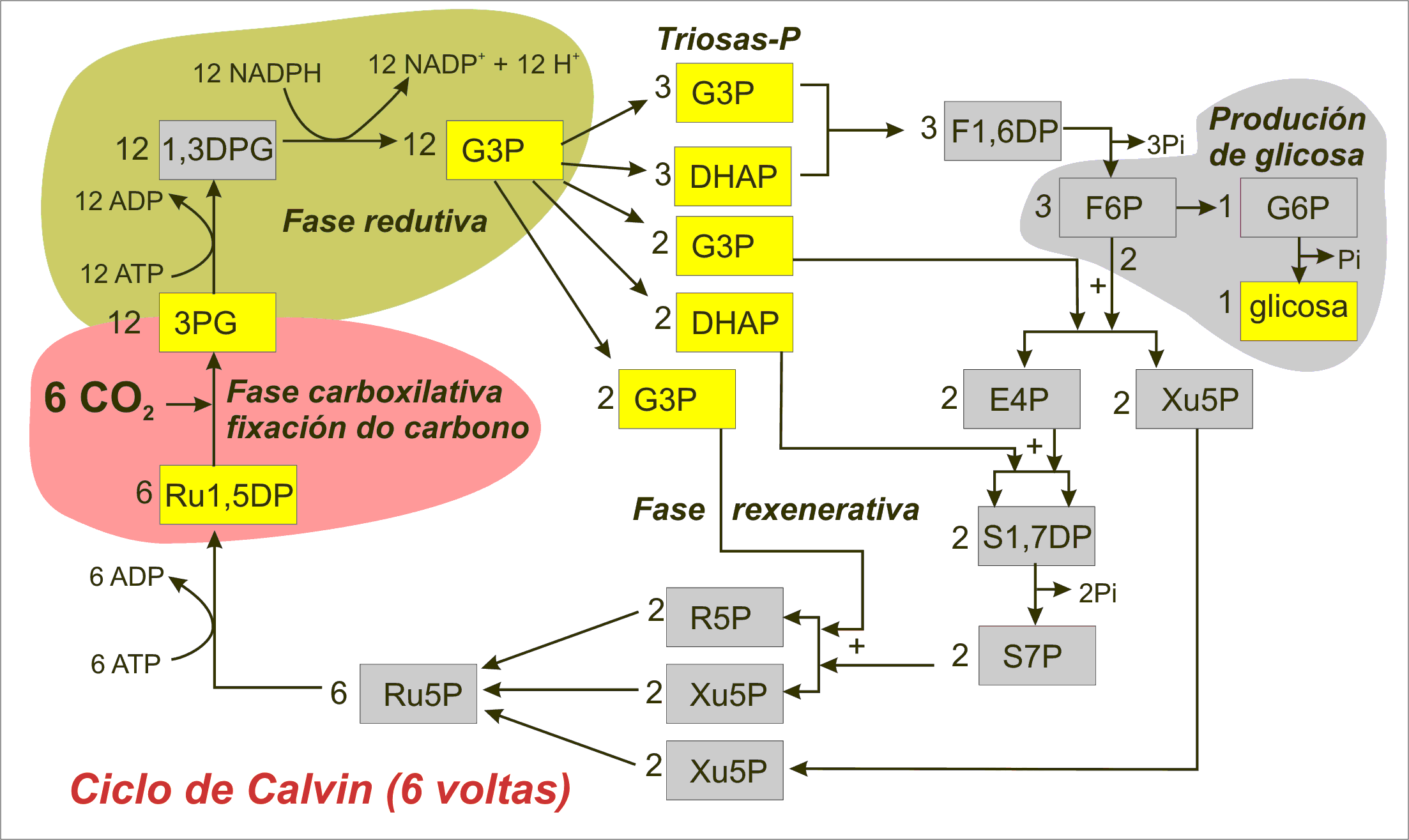 Diagramma del ciclo di Calvin miguelferig