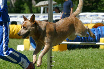 File:Cane in una prova di agility dog.jpg