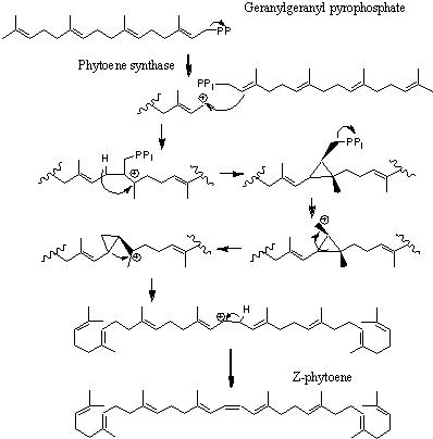 File:Carotene.jpg