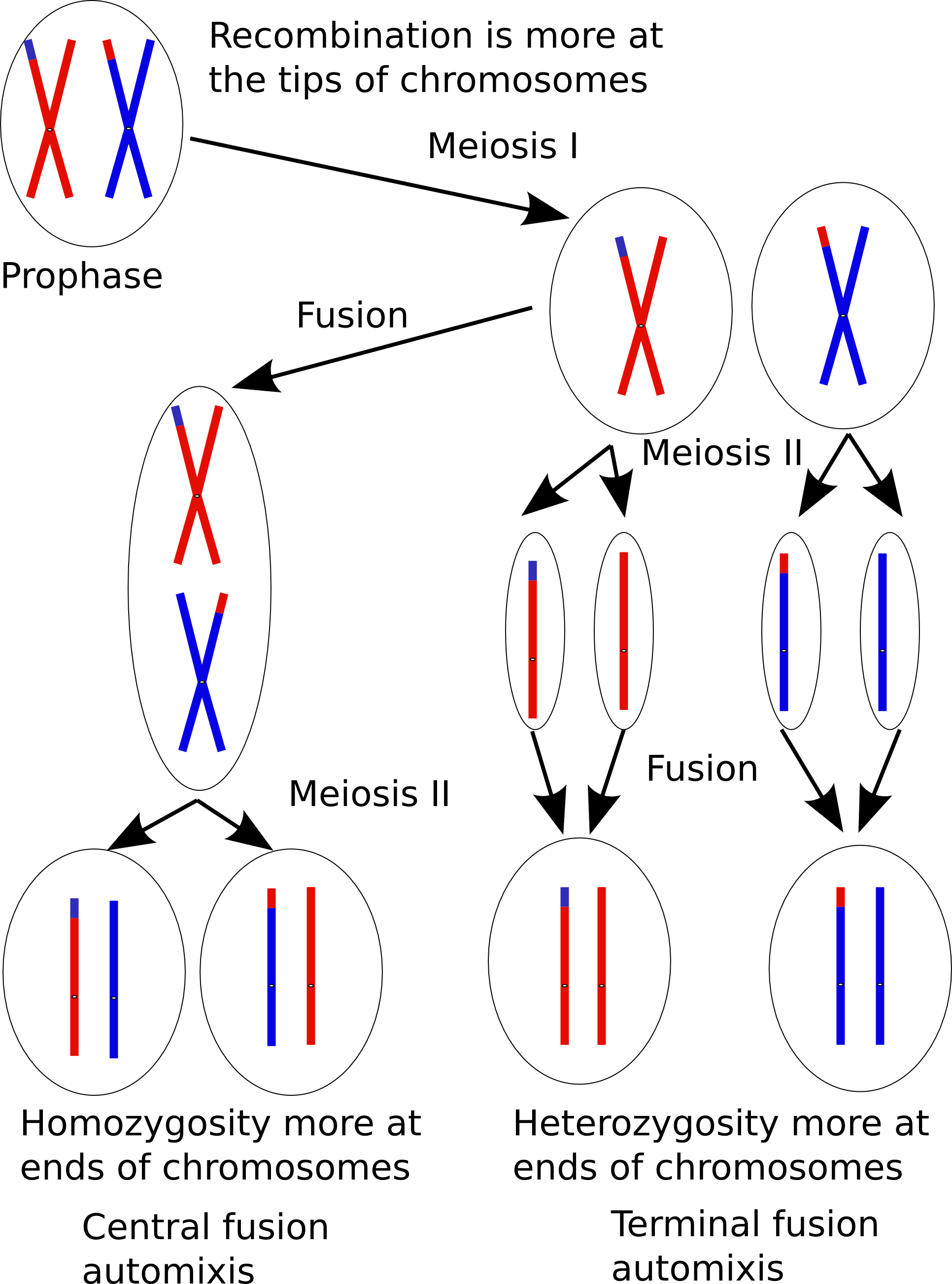 Automixer - Wikipedia