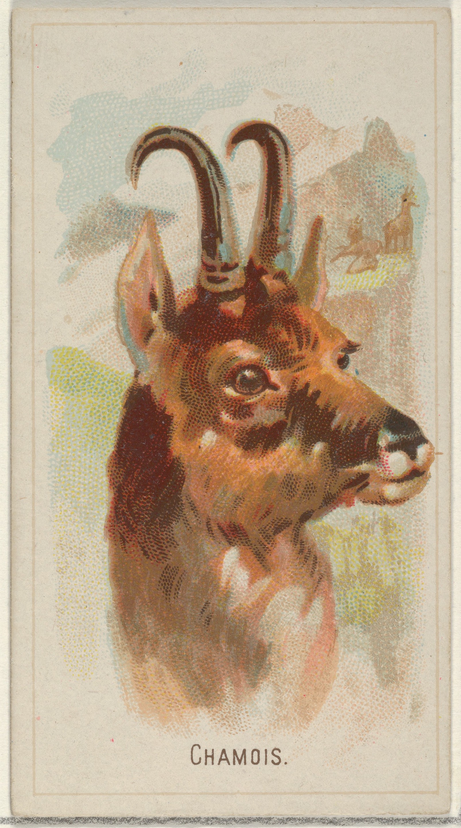 Chamois, Animals Wiki