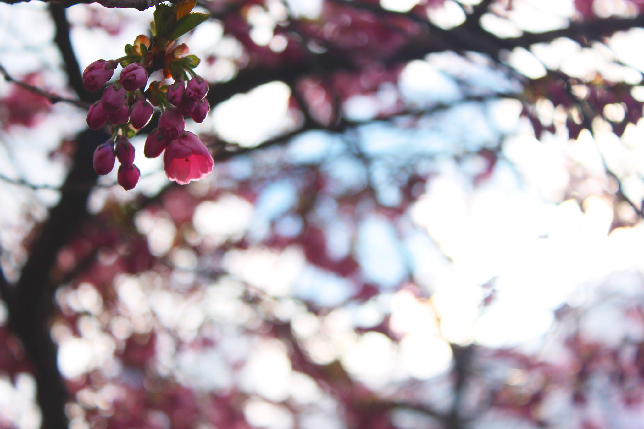 Blossom trees перевод. Цвет зимняя вишня. Цвет Багровая вишня. Вишневый оттенок зимы. Зимняя вишня цветок.