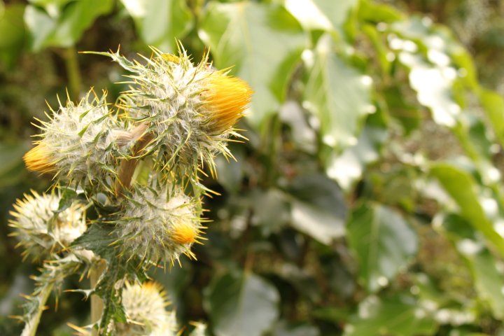 File:Cirsium subcoriaceum in Bosque Tropical en Costa Rica 01.jpg