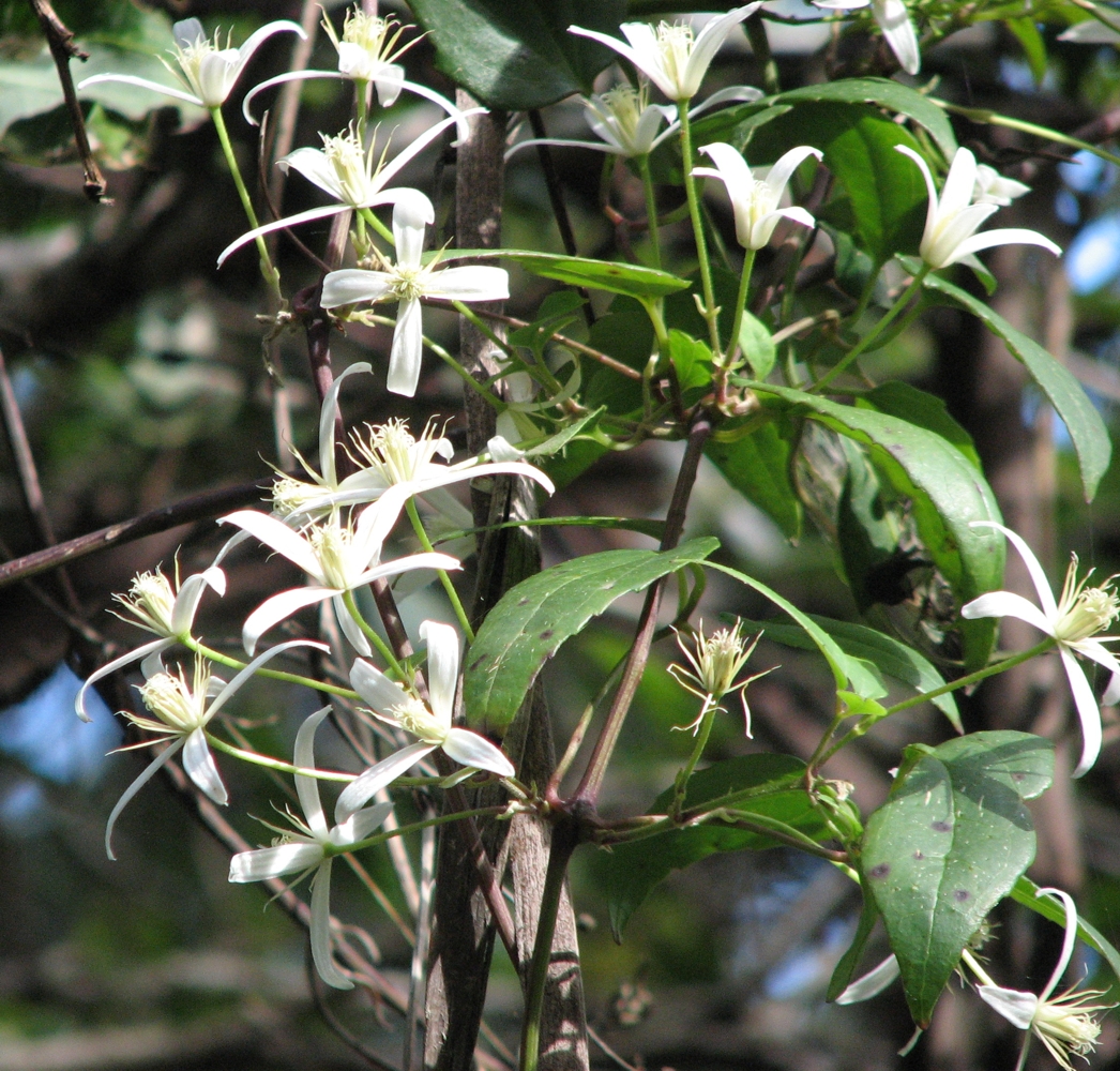 OBS Aus Native Garden.jpg