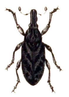 File:Cleonis.pigra.-.calwer.31.12.jpg