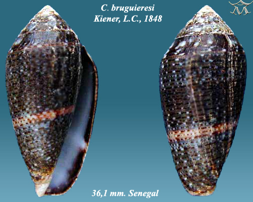 File:Conus bruguieresi 2.jpg