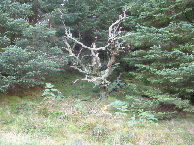 File:Creepy Looking Tree - geograph.org.uk - 560911.jpg