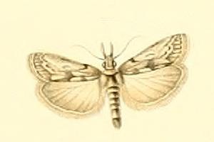 <i>Dioryctria robiniella</i> Species of moth