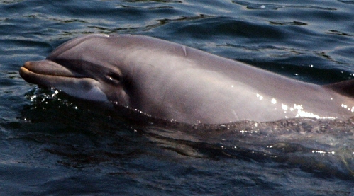 File:Dolphintursiops.jpg