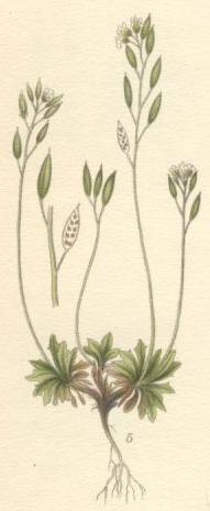 Draba norvegica.jpg