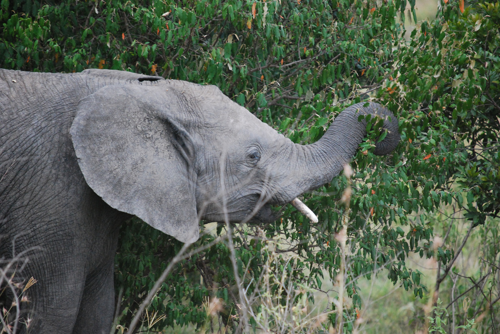 krmící se africký slon