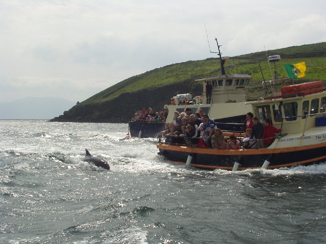 File:Entrance to Dingle Harbour, with Funghi the Dolphin - geograph.org.uk - 108336.jpg
