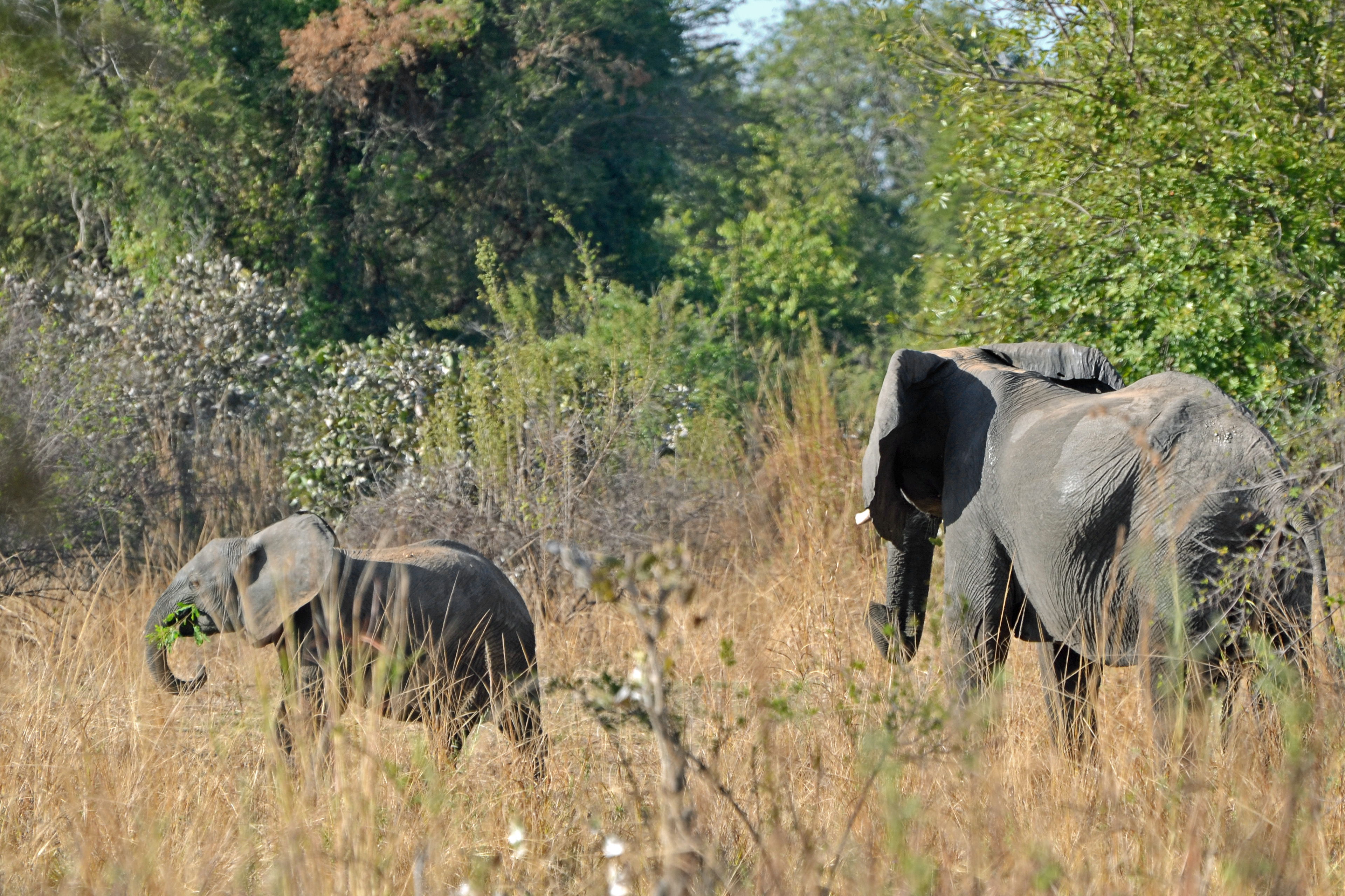 Сафари 38. Боди next Elefant. Elephantidae Wallpaper.