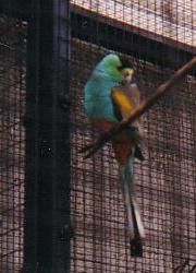 File:Golden-shouldered Parrot-33.jpg