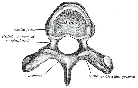 A typical thoracic vertebra