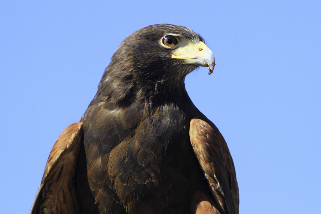 Harris's Hawk (Parabuteo unicinctus) 1 of 4 in set.jpg