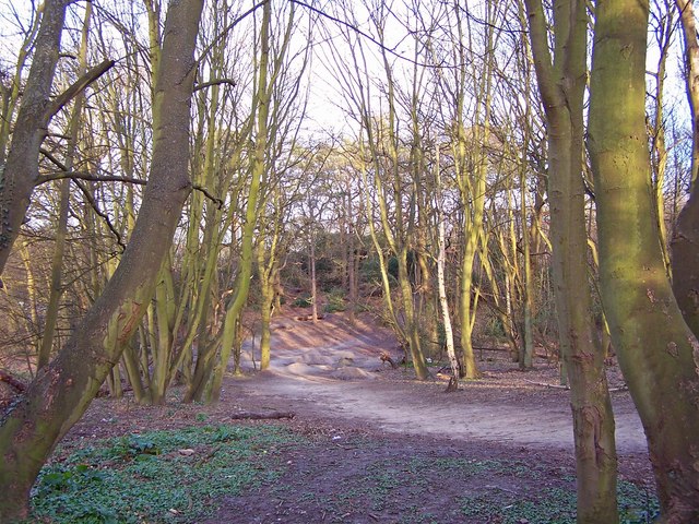 File:Heath Wood - geograph.org.uk - 731321.jpg