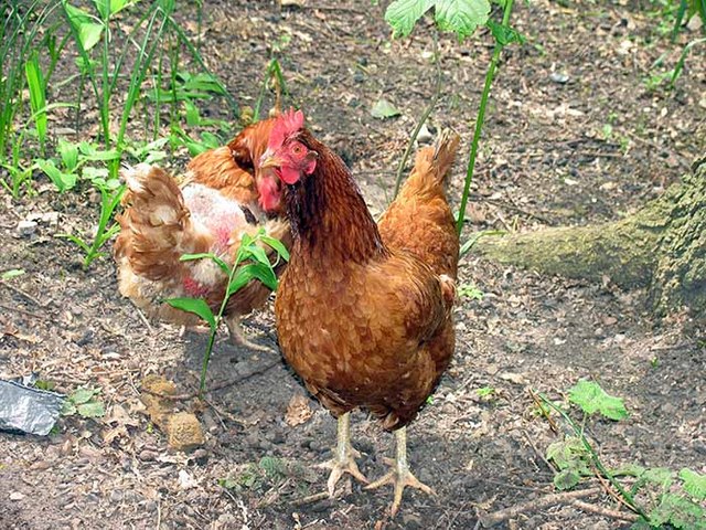 Give a Flock Hens by geograph.org.uk - 816010