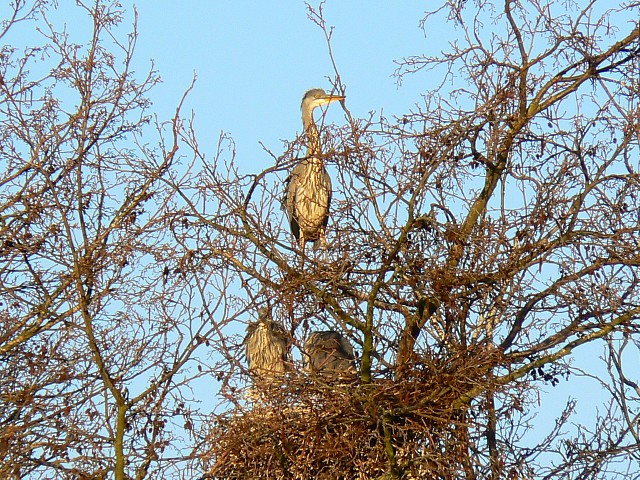 File:Heronry, Coate Water, Swindon - geograph.org.uk - 759670.jpg