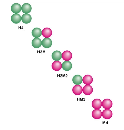 File:Isoenzyme1.jpg