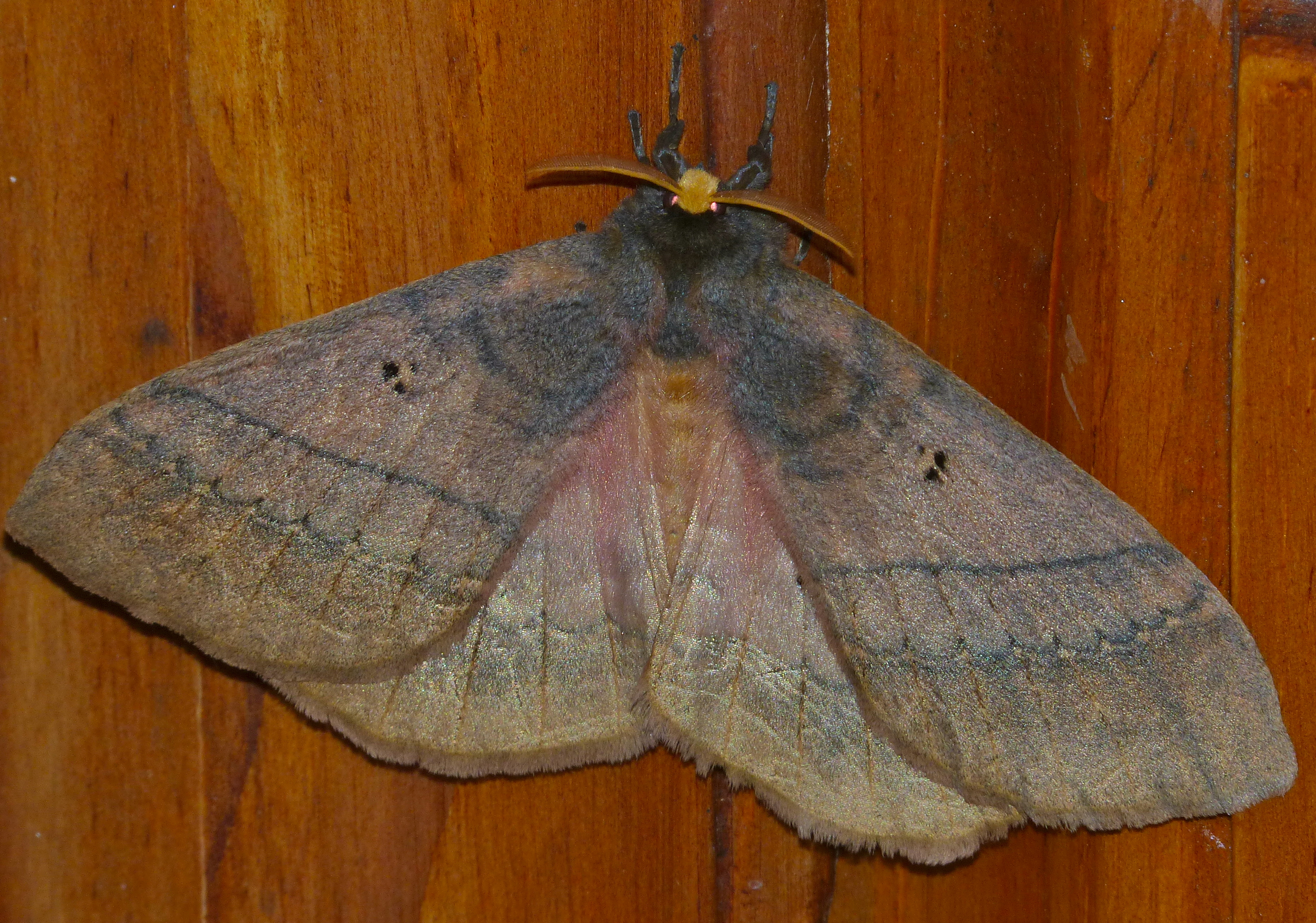 King Monkey Moth (Jana tantalus) (12718497395).jpg