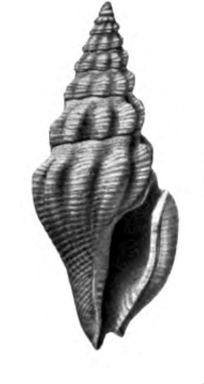 <i>Lioglyphostoma rusum</i> Extinct species of sea snail