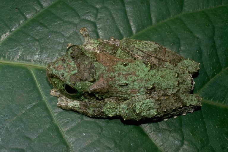 File:Litoria genimaculata01.jpg