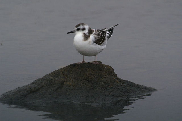 File:Little Gull (Hydrocoleus minutus) at Uyeasound - geograph.org.uk - 666959.jpg