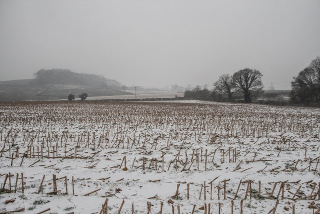 File:Maize stubble in snow near Bluntsmoor - geograph.org.uk - 5696711.jpg