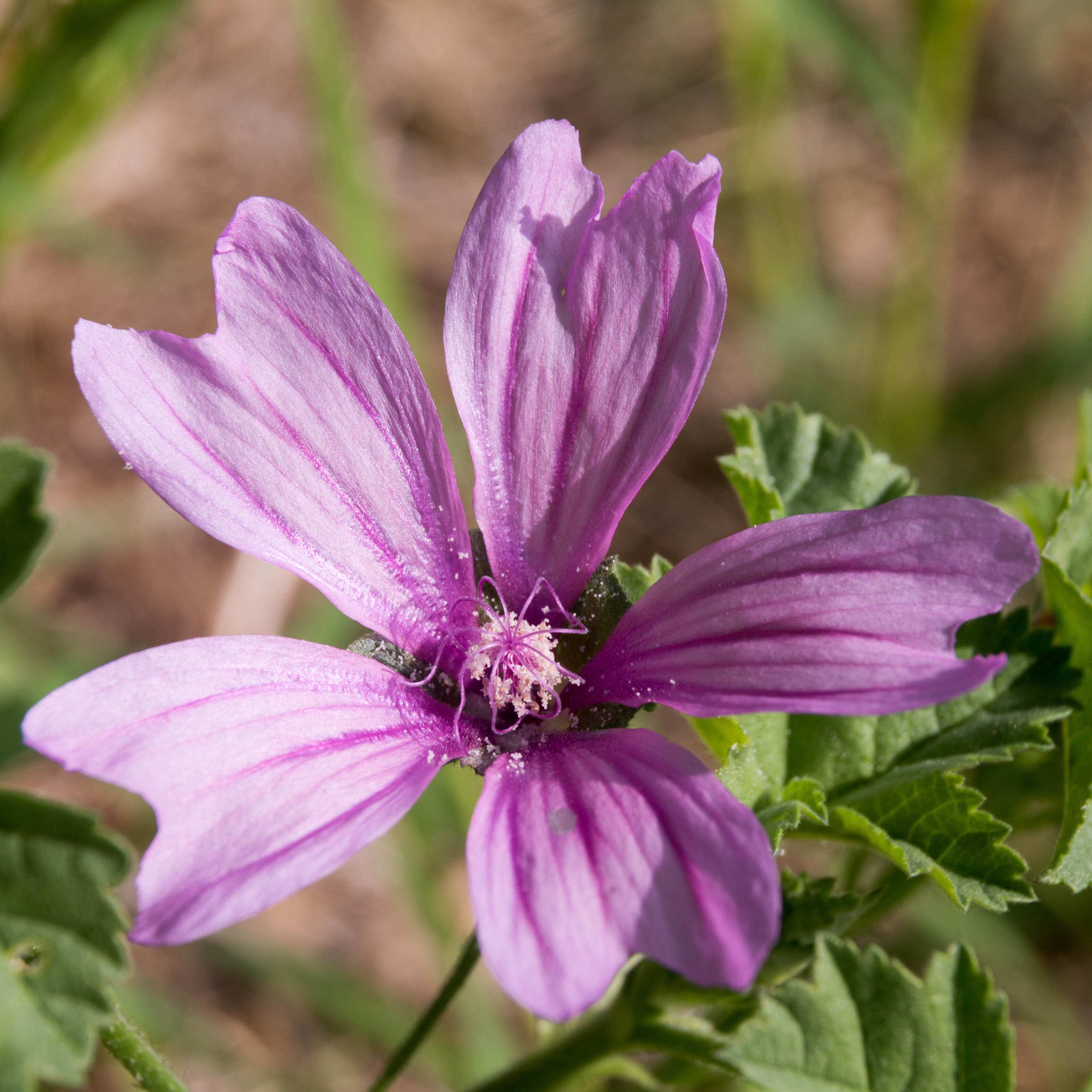 File:Malva sylvestris-Mauve-Fleur-20150903.jpg - Wikimedia Commons