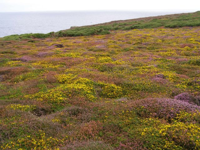 File:Maritime heath at Gwennap Head - geograph.org.uk - 229828.jpg