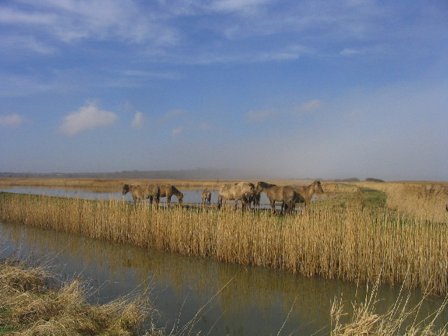 Marsh Ponies at Minsmere - geograph.org.uk - 126079