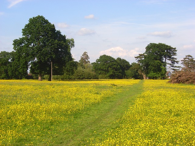 Meadow, Spencers Wood - geograph.org.uk - 839901