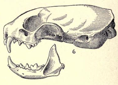 File:Mustelaerminaarcticaskull.png