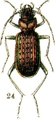 File:Nebria nitidula.png