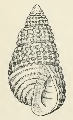 <i>Odostomia ovata</i> Species of gastropod