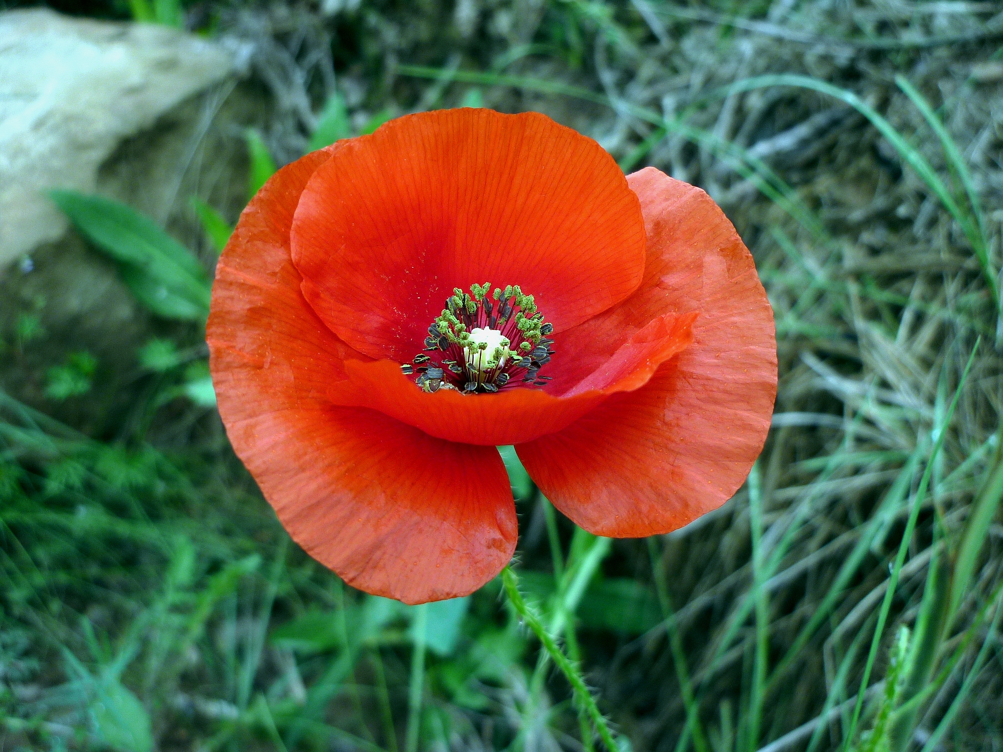 Мак фото описание. Мак самосейка (Papaver rhoeas). Мак самосейка (Papaver rhoeas) Ширли.. Мак самосейка Papaver rhoeas семена. Мак (Papaver oreophilum.