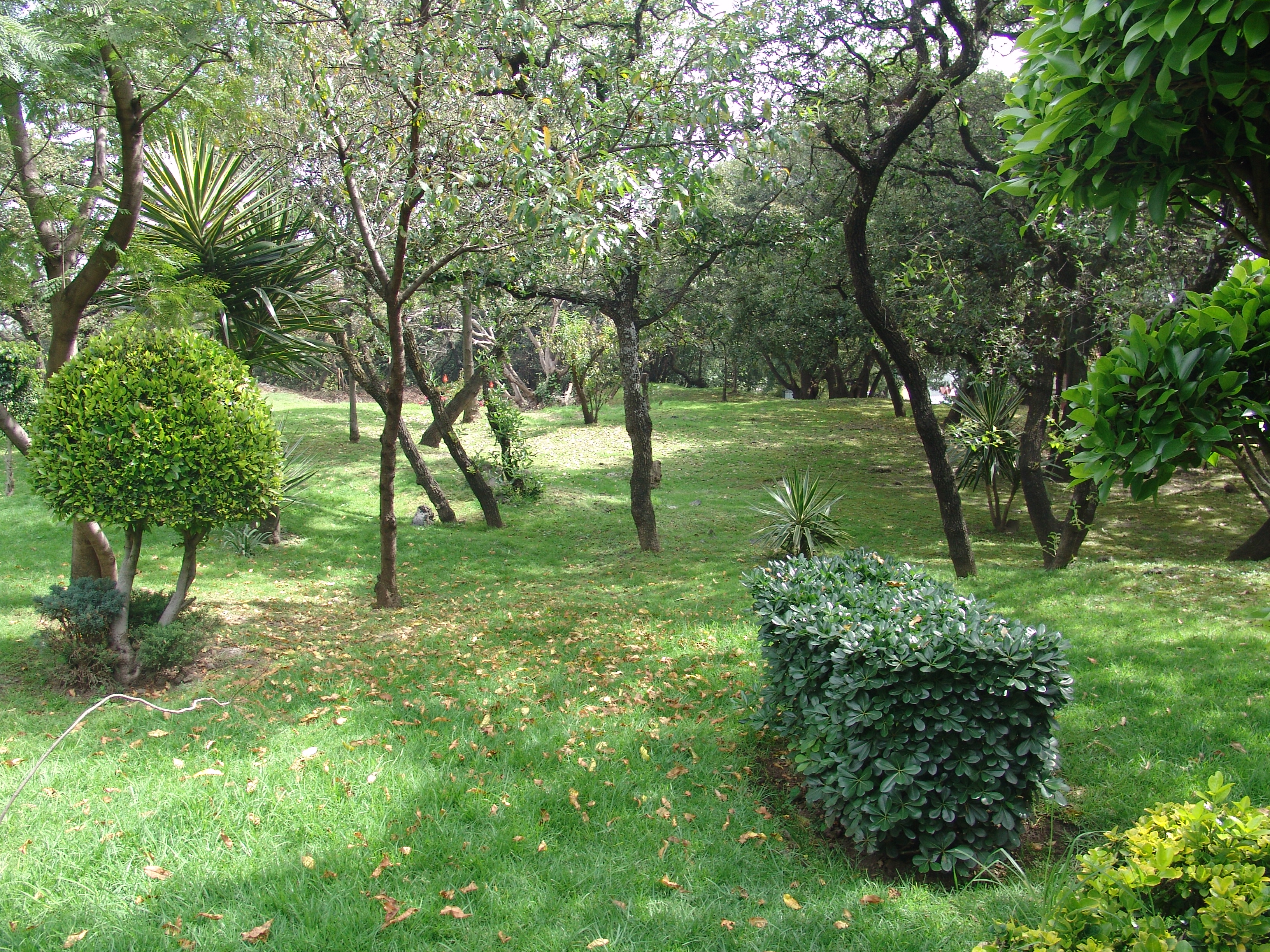 Jardines en un bol