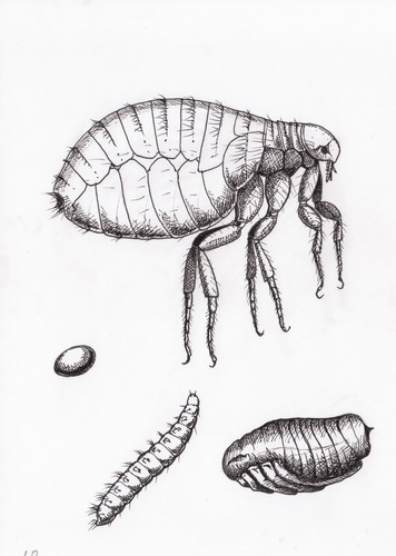 File:Pulex irritans.Emberbolha.jpg