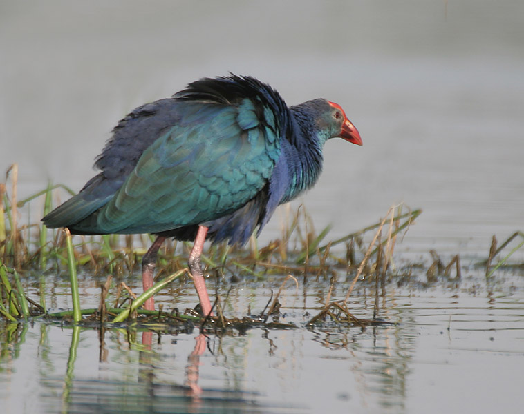 File:Purple Swamphen I IMG 9434.jpg