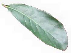 File:Quercus oleoides leaf white background.jpg