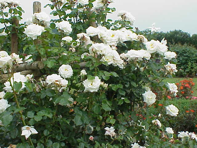 Rosa sp.301